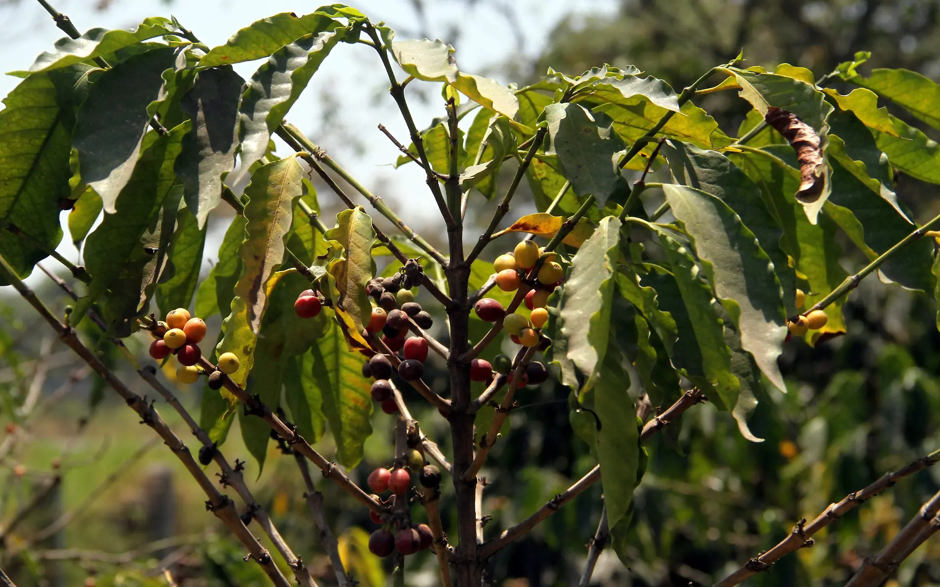 Plantaciones de Café | Cafetaleros | Cafeticultores